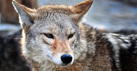 Coyote Facts: Habitat, Diet, & Threats 